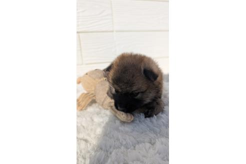 成約済の宮崎県のミックス犬-354170の5枚目