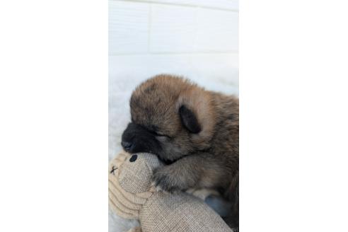 成約済の宮崎県のミックス犬-354170の4枚目