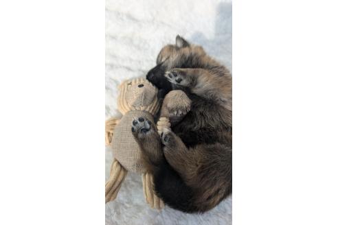 成約済の宮崎県のミックス犬-354170の3枚目