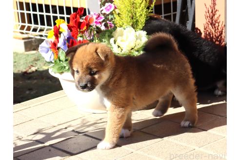 成約済の埼玉県の柴犬-355282の8枚目