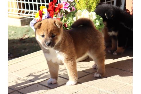 成約済の埼玉県の柴犬-355282の7枚目