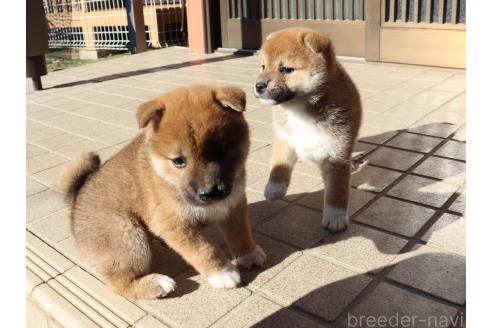 成約済の埼玉県の柴犬-355282の6枚目