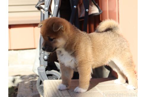 成約済の埼玉県の柴犬-355282の5枚目