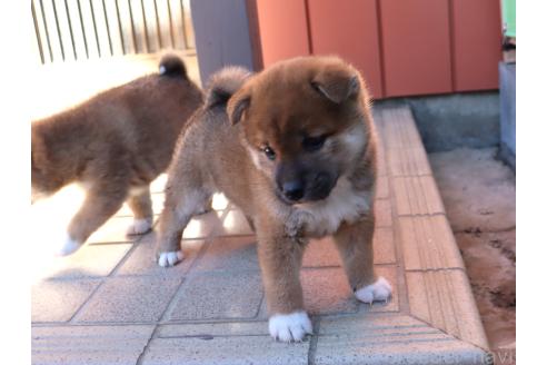 成約済の埼玉県の柴犬-355282の4枚目