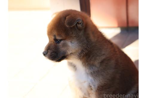 成約済の埼玉県の柴犬-355282の3枚目