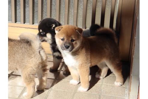成約済の埼玉県の柴犬-355282の2枚目