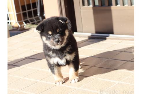成約済の埼玉県の柴犬-355285の5枚目