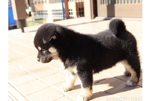 成約済の埼玉県の柴犬-355285の4枚目
