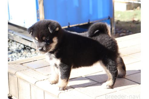 成約済の埼玉県の柴犬-355285の3枚目