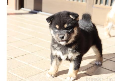 成約済の埼玉県の柴犬-355285の2枚目
