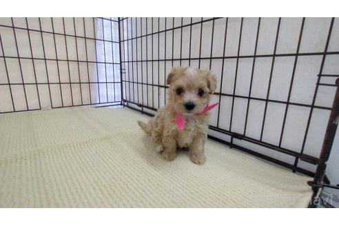 成約済の茨城県のマルプー:マルチーズ×トイプードル-356753の4枚目
