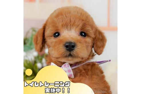 成約済ののトイプードル-358515