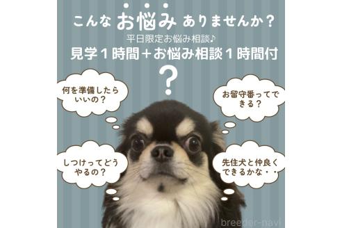 成約済の静岡県のトイプードル-358515の7枚目