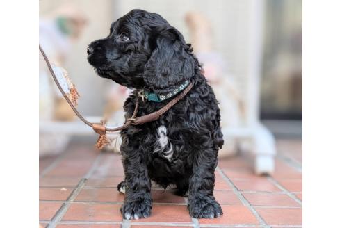 成約済の東京都のその他の犬種-357564の20枚目
