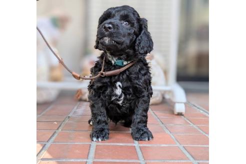 成約済の東京都のその他の犬種-357564の19枚目