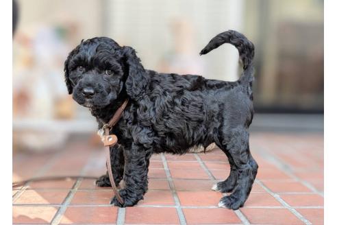 成約済の東京都のその他の犬種-357564の16枚目