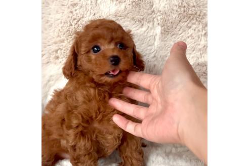 成約済の福岡県のタイニープードル-349714の4枚目