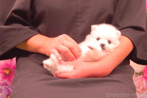 成約済の茨城県の日本スピッツ-358541の3枚目