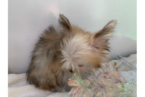 成約済の東京都のミックス犬-343673の15枚目