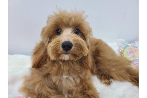 成約済の東京都のマルプー:マルチーズ×トイプードル-326778の6枚目