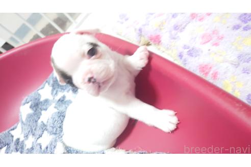 成約済の滋賀県のフレンチブルドッグ-353978の3枚目