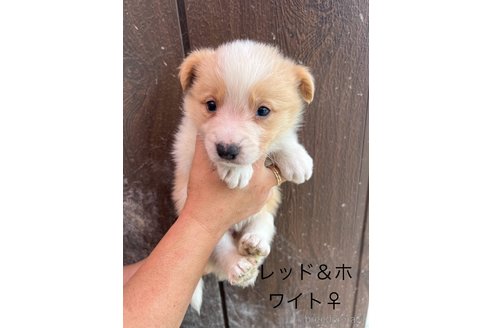 成約済の福岡県のボーダーコリー-358365の4枚目