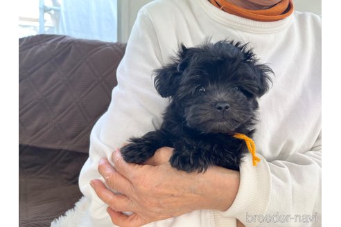 成約済の三重県のマルプー:マルチーズ×トイプードル-355729の8枚目