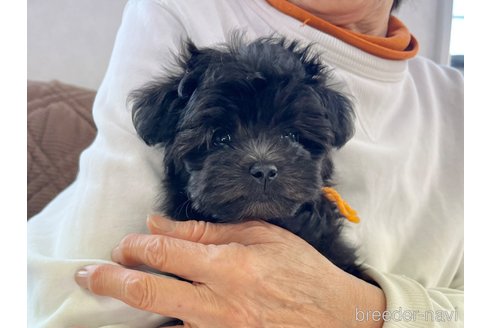 成約済の三重県のマルプー:マルチーズ×トイプードル-355729の4枚目