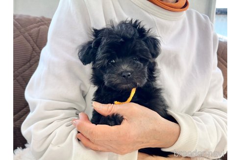 成約済の三重県のマルプー:マルチーズ×トイプードル-355729の3枚目
