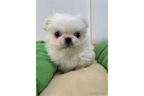成約済の滋賀県のペキニーズ-350112の1枚目