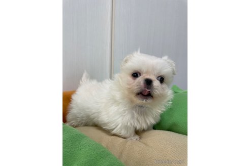 成約済の滋賀県のペキニーズ-350112の5枚目