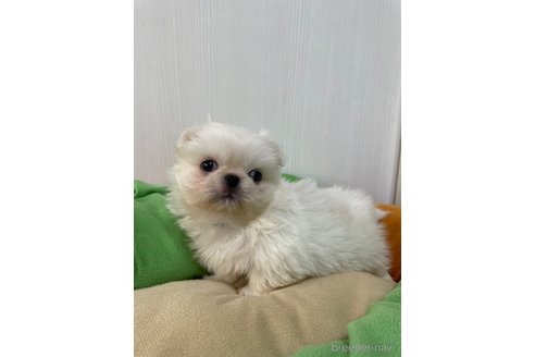 成約済の滋賀県のペキニーズ-350112の4枚目