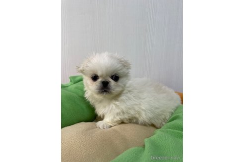 成約済の滋賀県のペキニーズ-350340の4枚目