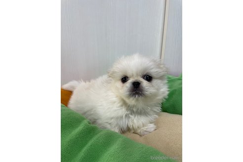 成約済の滋賀県のペキニーズ-350340の3枚目
