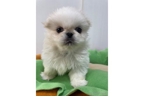 成約済の滋賀県のペキニーズ-350340の2枚目