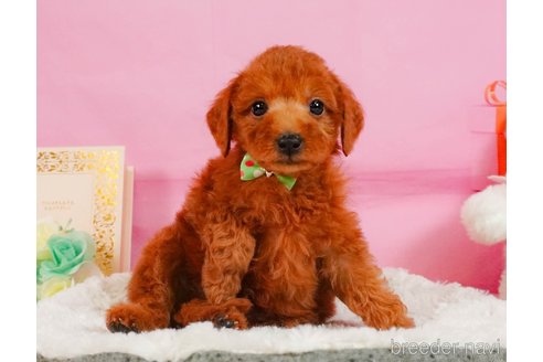 成約済の神奈川県のトイプードル-358400の3枚目
