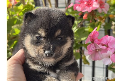 成約済の岡山県の豆柴-358413の4枚目