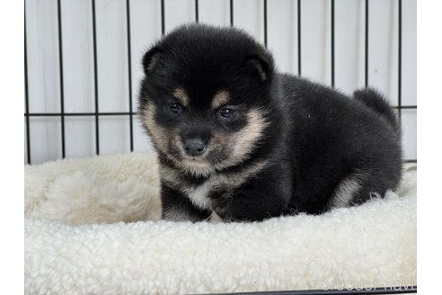 成約済の岡山県の豆柴-358413の1枚目