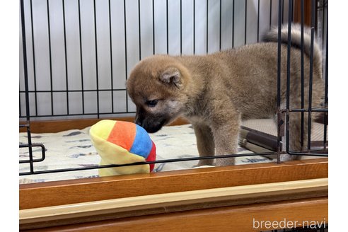 成約済の岡山県の柴犬-358431の10枚目
