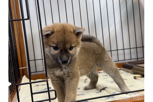 成約済の岡山県の柴犬-358431の9枚目