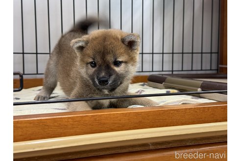成約済の岡山県の柴犬-358431の8枚目