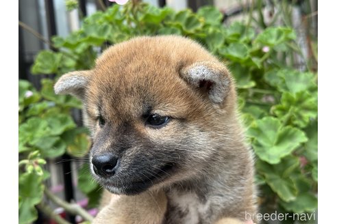 成約済の岡山県の柴犬-358431の7枚目