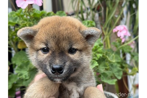 成約済の岡山県の柴犬-358431の6枚目