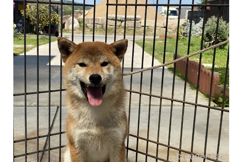 成約済の岡山県の柴犬-358437