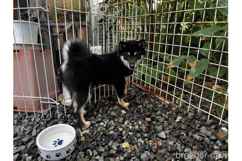 成約済の岡山県の豆柴-308515の4枚目