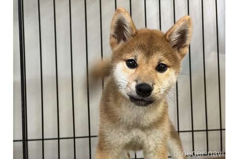 成約済の岡山県の柴犬-358446の5枚目