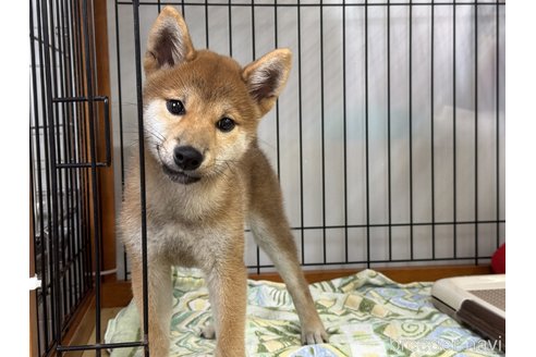 成約済の岡山県の柴犬-358446の4枚目