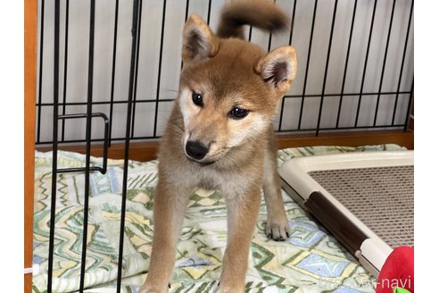 成約済の岡山県の柴犬-358446の3枚目