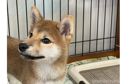 成約済の岡山県の柴犬-358446の2枚目