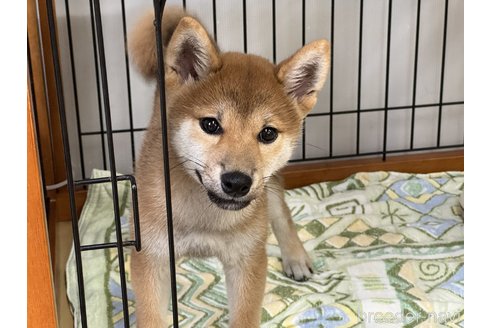 成約済の岡山県の柴犬-358446の1枚目